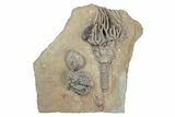 Fossil Crinoid Plate (Three Species) - Crawfordsville, Indiana #215821-1